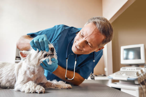 Best 24-Hour Emergency Dental Care in St Ignace, MI